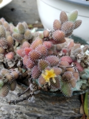 Delosperma echinatum