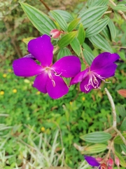 Pleroma semidecandrum