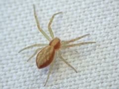 Philodromus rufus