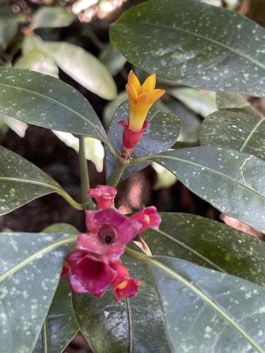 Psychotria nuda, photograph 5