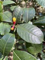 Psychotria nuda, photograph (c) B. Phalan, some rights reserved (CC BY)