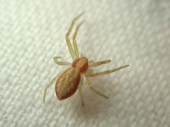 Philodromus rufus