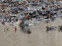 Tachybaptus ruficollis