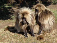 Theropithecus gelada