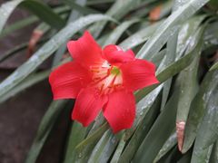 Cyrtanthus sanguineus