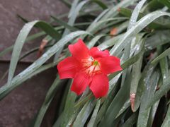 Cyrtanthus sanguineus