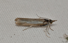 Ptochostola microphaeellus