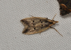 Atheropla decaspila