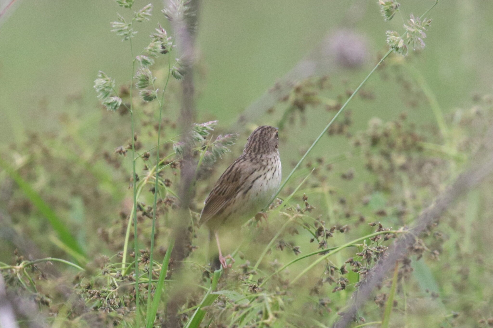 Lanceolated Warbler (Locustella lanceolata), photo 5