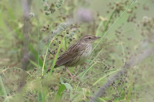 Lanceolated Warbler (Locustella lanceolata), photo 4
