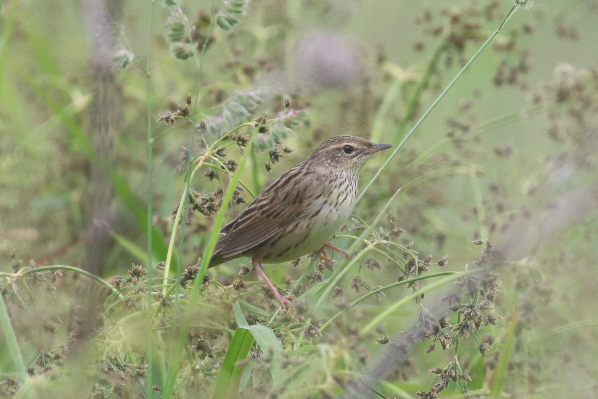 Lanceolated Warbler (Locustella lanceolata), photo 4