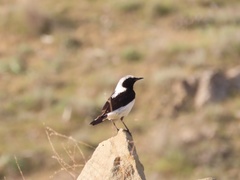 Oenanthe pleschanka