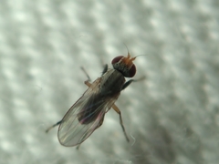 Trixoscelidinae