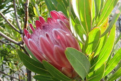 Protea compacta × susannae