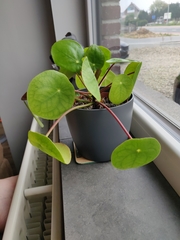 Pilea peperomioides