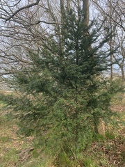 Abies sibirica