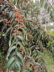 Woodfordia fruticosa