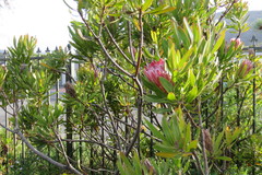Protea compacta × susannae