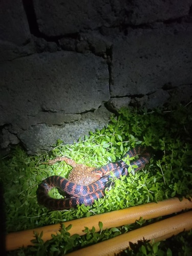 Red-banded Snake