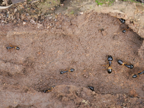 Banded Sugar Ant