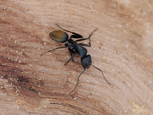 Golden-tailed Sugar Ant