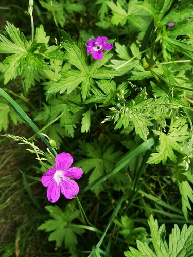 Pelkinis snaputis