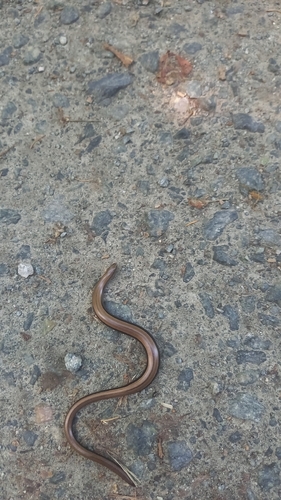 Common Slowworm