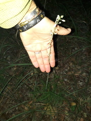 Chlorophytum comosum