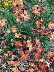 Erysimum × cheiri