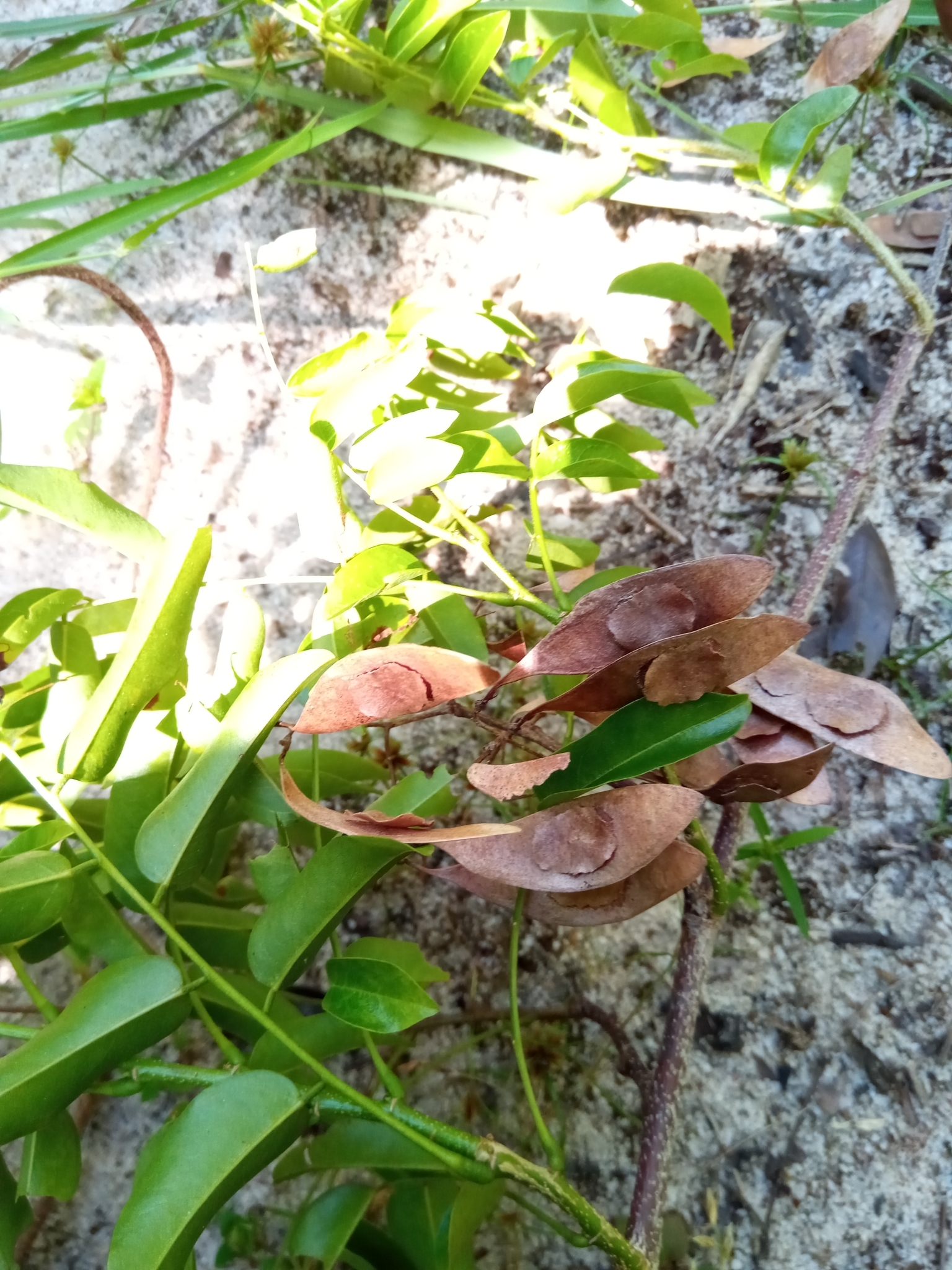 Dalbergia bracteolata