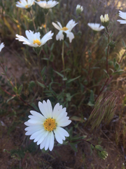 Asteraceae