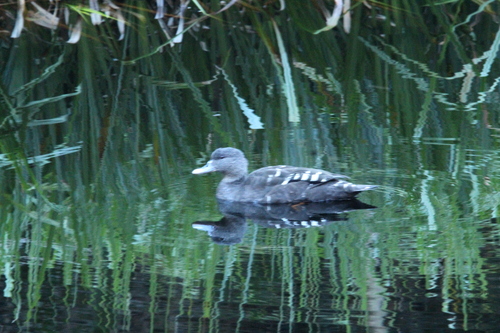 iNaturalist image