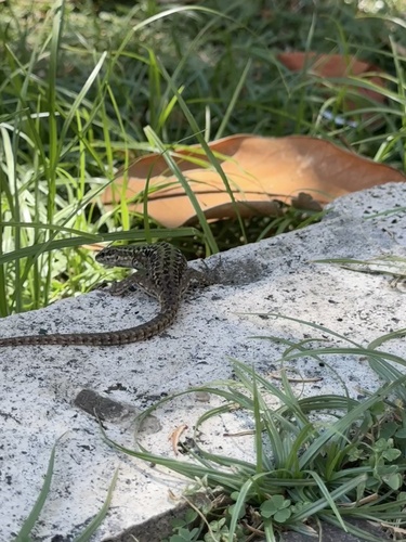 Italian Wall Lizard