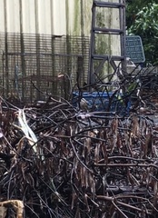 Pomatorhinus musicus