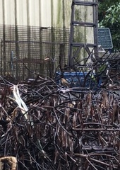 Pomatorhinus musicus