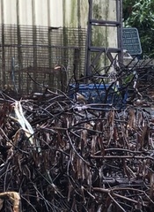 Pomatorhinus musicus