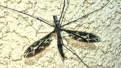 Pterelachisus