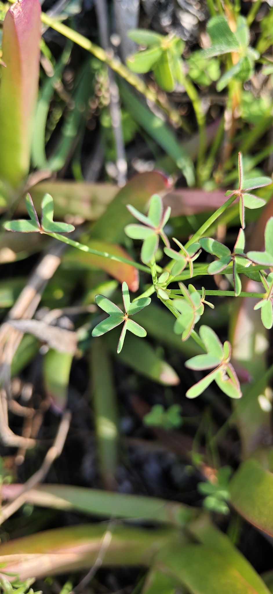 Oxalis livida Jacq.
