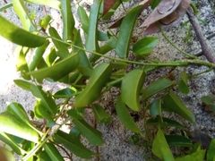 Dalbergia bracteolata image