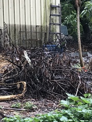 Pomatorhinus musicus