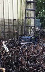 Pomatorhinus musicus