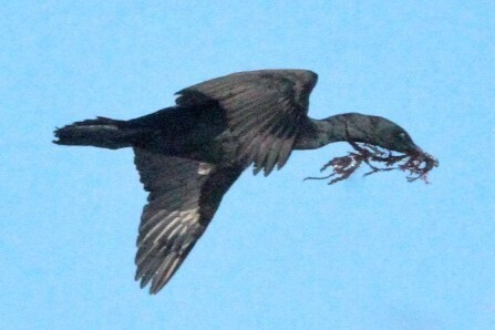 iNaturalist image