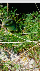 Timon lepidus ibericus