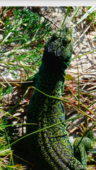 Timon lepidus ibericus