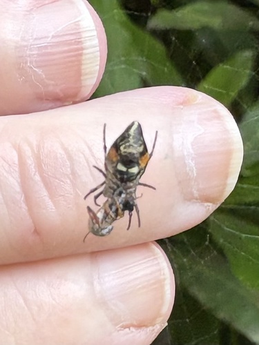 Conical Trashline Orbweaver, Landgoederenzone Wassenaar-Voorschoten-Leidschendam-Voorburg, Wassenaar, South Holland, NL, photo 9 of 10