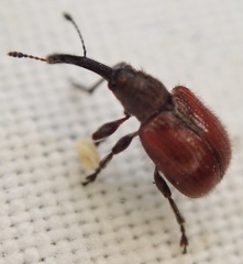 Tatianaerhynchites aequatus