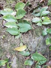 Rhaphidophora hongkongensis