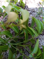 Dalbergia bracteolata image
