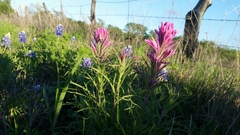 Castilleja purpurea