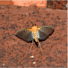 Filodes fulvidorsalis